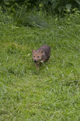 Wolfswelpe ( Canis lupus )