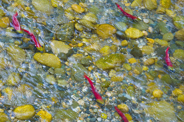 Fototapeta na wymiar Sockeye Salmon spawning in a Canadian River