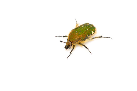 a kind of chafer