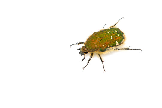 a kind of chafer