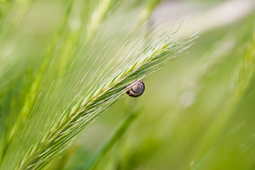 Tiny snail