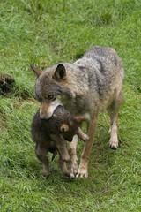 Wölfin trägt Welpe ( Canis lupus )