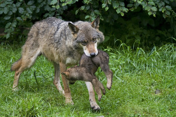 Wölfin und Welpe ( Canis lupus )