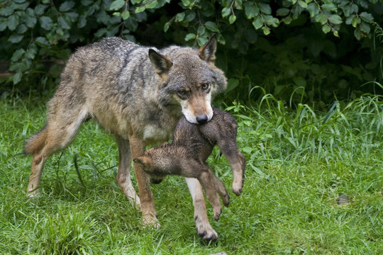 Fototapeta Wölfin und Welpe ( Canis lupus )