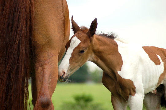 Neugeborenes Pferd