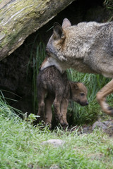 Wölfin und Welpe ( Canis lupus )