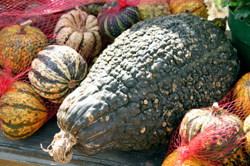Colorful Gourds