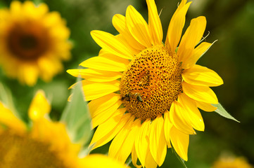 Yellow sunflower is pollinated by bees