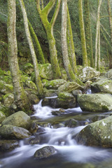 eau vive en corse (foret de l'op&eacute;dale)
