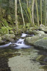 Fototapeta premium torrent en foret corse (bavella)