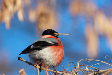 Bullfinch, Pyrrhula pyrrhula