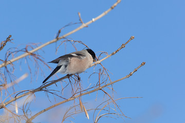 Bullfinch, Pyrrhula pyrrhula