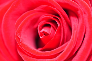 Panele Szklane  czerwona róża