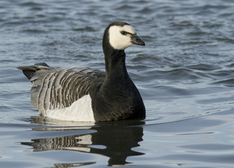 Barnacle goose