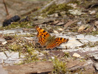 C-Falter in der Kasseler Dönche