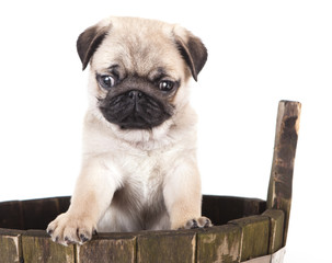 pug purebred puppy