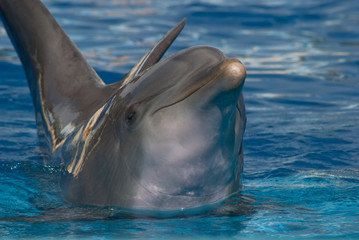 Delfin