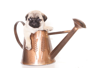 pug purebred puppy