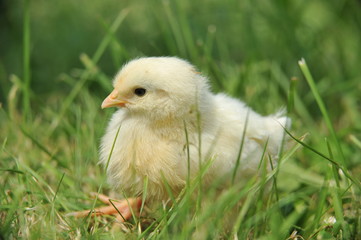 chick  and green grass