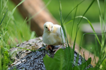 fluffy chick