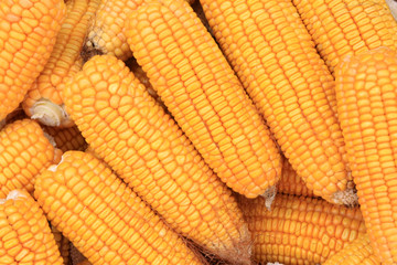 corn bonzi material