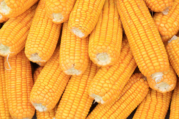 corn bonzi material
