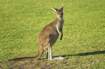 Young kangaroo