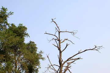 trees in the blue sky