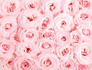 Pink roses background