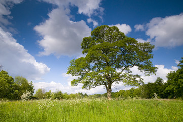 Fototapeta na wymiar Sycamore Tree In Spring Meadow