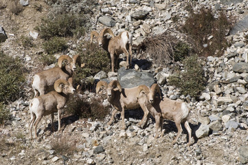big horn sheep