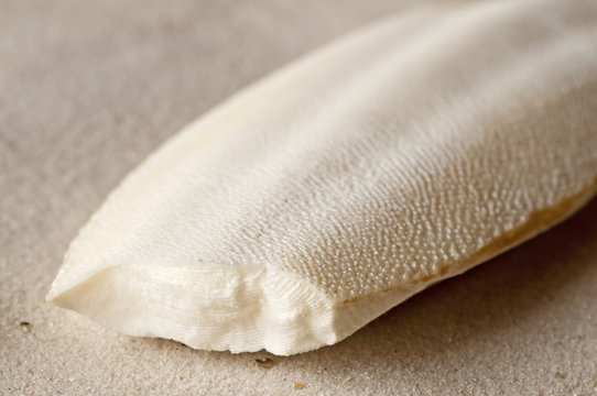 Sepiaschale