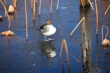 氷上の鴨 (東京・上野不忍池)