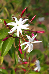 Ornament flowers in garden