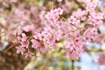 Pink flower with tree