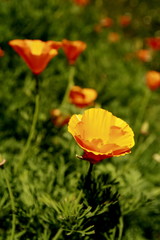 orange flower on ground