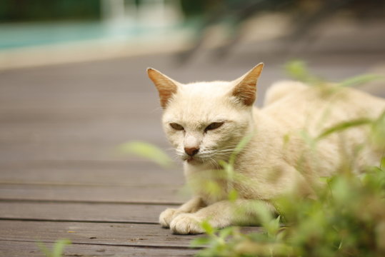 Thai Orange Cat