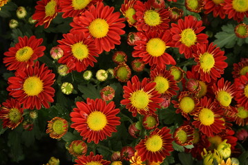 Red yellow flower field