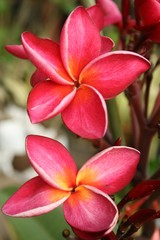Two pink frangipani flower in Thailand