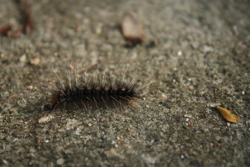 Black hairy worm