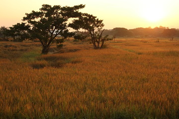 Golden rice field on morning in thailand