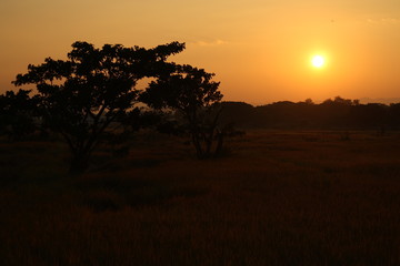 Sunset on rice field with orange sky