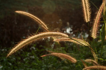 Grass flowers with sunshine