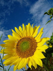 Sun flower with blue sky