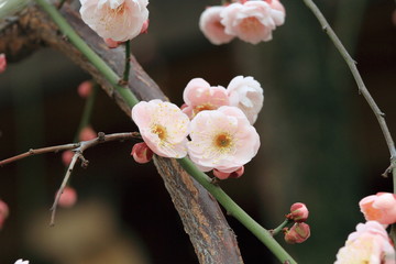シダレウメ (東京・湯島天神)