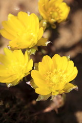 福寿草 (東京・湯島天神)