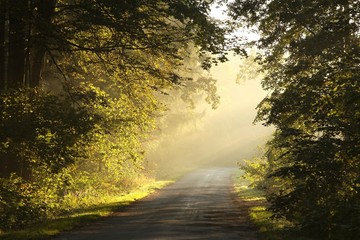 Rural lane in the autumn woods on a foggy morning