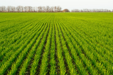 Fototapeta na wymiar Winter wheat