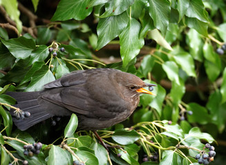 Turdus merula - Merle noir (f) - Blackbird (f)