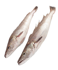 Merluzzi